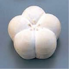 サンモールド (30)小梅36cc