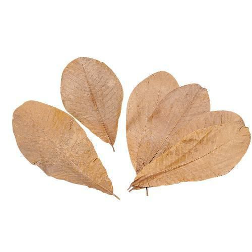 朴葉 100枚入 L