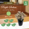 人工観葉植物 パープルセダム ミニサイズ/業務用/新品