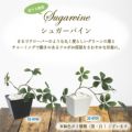 人工観葉植物 シュガーバイン WHT Sサイズ/業務用/新品