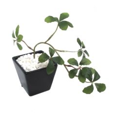 人工観葉植物 シュガーバイン BLK Sサイズ/業務用/新品