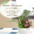 人工観葉植物 モンステラ寄植え Sサイズ/業務用/新品