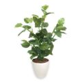 人工観葉植物 マネーツリー Lサイズ/業務用/新品/送料無料