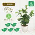 人工観葉植物 マネーツリー Lサイズ/業務用/新品/送料無料