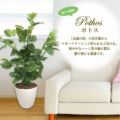 人工観葉植物 マネーツリー Lサイズ/業務用/新品/送料無料