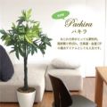 人工観葉植物 パキラ Lサイズ/業務用/新品/送料無料