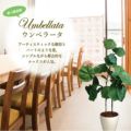 人工観葉植物 ウンベラータ Lサイズ/業務用/新品/送料無料