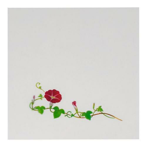 OPクリア四季 朝顔(200枚入) OS-15-8