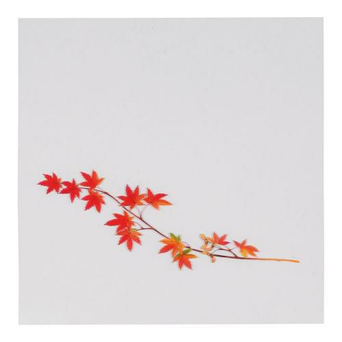 OPクリア四季 赤もみじ(200枚入) OS-12-9