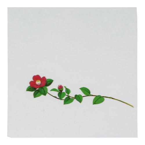 OPクリア四季 椿(200枚入) OS-12-10