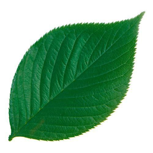 型抜きクリアシート(200枚入) 65787 木の葉