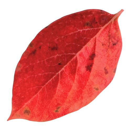 型抜きクリアシート(200枚入) 65786 ミニ・柿の葉