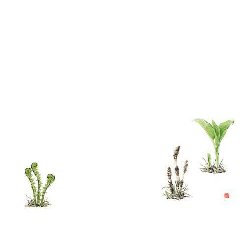 尺3 テーブルマット(100枚入) 春の山菜 No.522