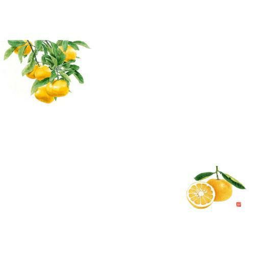 尺3 テーブルマット(100枚入) みかん No.528