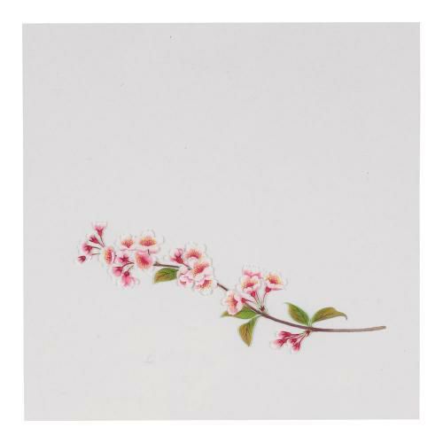 OPクリア四季 桜(200枚入) OS-12-6