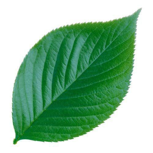 型抜きクリアシート(200枚入) 65782 ミニ・木の葉