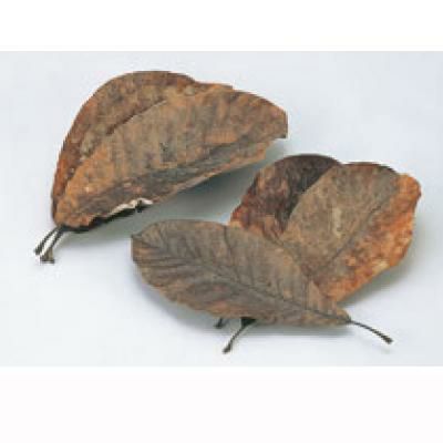 バラン 【天然朴葉(100枚入)290～360mm(24394)】