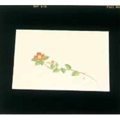 遠赤外線抗菌和紙 四季の花 尺三懐石まっとクリーム(100枚入) WSS-16 椿 11月から1月