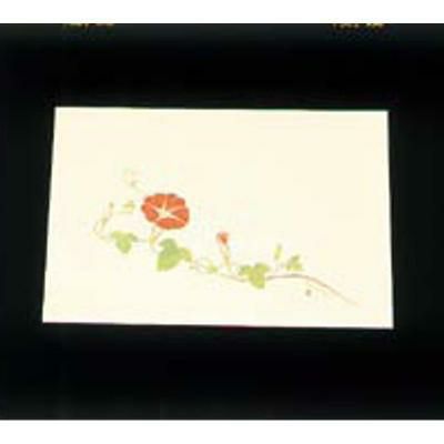 遠赤外線抗菌和紙 四季の花 尺三懐石まっとクリーム(100枚入) WSS-10 朝顔 7月から8月