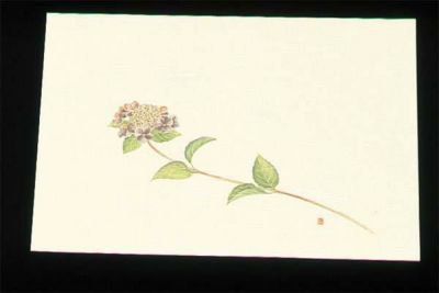 尺三 懐石まっと クリーム(100枚入)WSS-6 あじさい