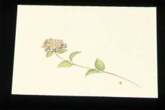 尺三 懐石まっと クリーム(100枚入)WSS-6 あじさい