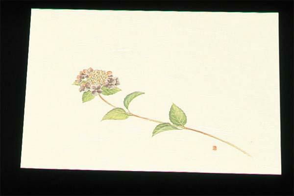 遠赤外線抗菌和紙 四季の花 尺三懐石まっとクリーム(100枚入) WSS-6 あじさい 5月から6月