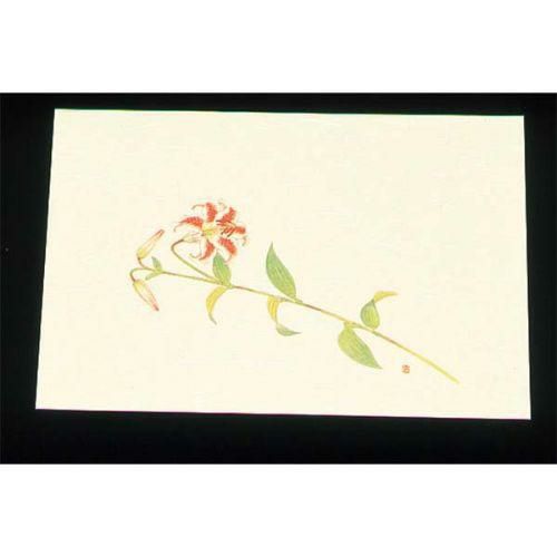 遠赤外線抗菌和紙 四季の花 尺三懐石まっとクリーム(100枚入) WSS-14 笹ゆり 5月から6月